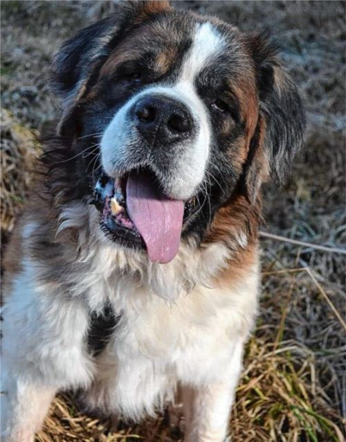 Sensibelchen Jason sucht ein neues Zuhause. Foto re