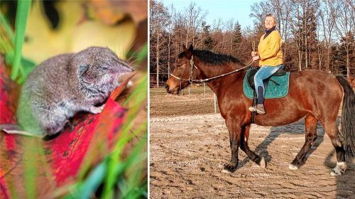 Sibylle Burckardt auf Stute „Stella“. Das Pferd ist verstorben – am Borna-Virus. Als Überträger gelten Spitzmäuse, beziehungsweise Feldspitzmäuse (Symbolbild links). Fotos dpa/re