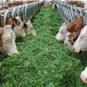 Effiziente Fütterung im neuen Stall