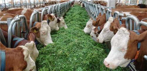 Stets frisches Futter: das Futterband steigert das Wohlbefinden der Tiere. Foto feedstar