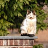 2500 geschossene Katzen und viele Fragen