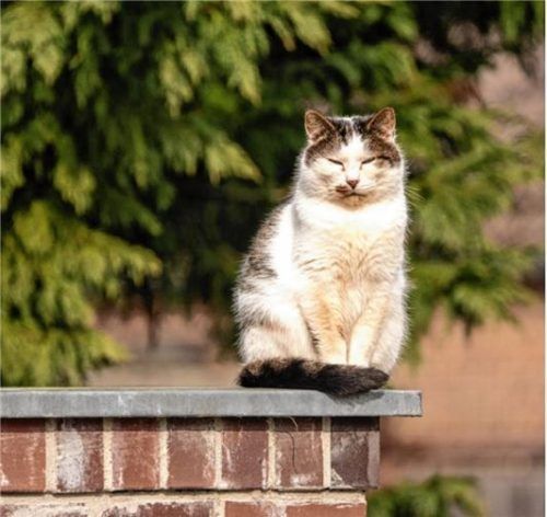 Unter bestimmten Voraussetzungen dürfen Jäger Katzen abschießen und müssen das nicht mal melden. Fotos dpa