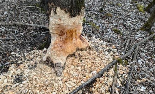 Vom Biber bearbeitet: Im Nußdorfer Jagdrevier sorgen Schäden wie diese für wachsende Konflikte zwischen Landwirten, Jagdpächtern und dem geschützten Tier. Foto Steffenhagen