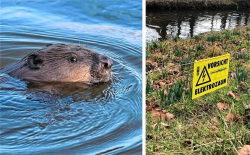 Weil der Biber seit Jahren für Probleme im Kurpark sorgt, hat die Stadt Bad Aibling Maßnahmen ergriffen, um die Bäume vor den Nagetieren zu schützen. Foto Patrick Pleul (dpa) / Bettinger