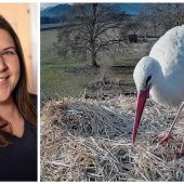 Der Storch ist gelandet