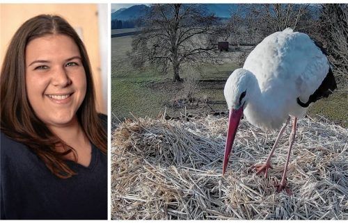 Willkommen in Kolbermoor: Am Dienstag, 11. März, ist erstmals ein Storch im Nest gelandet, das Cindy Kock im Herbst 2024 aufgestellt hatte. Fotos re