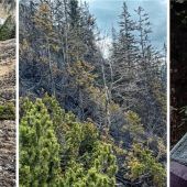 Bergwald und Almen verbrannt