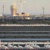 Flugzeuge im Flamingo-Reservat