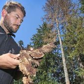 Zu wenig Regen für die Wälder