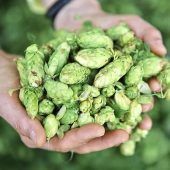 Hopfen-Krise in der Hallertau