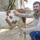Metzger findet Ehering im Kuhbauch