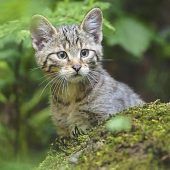 Naturschützer fordern Kastration