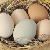 Warum es naturbunte Eier gibt