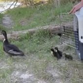 Tierische Einsätze der Feuerwehr