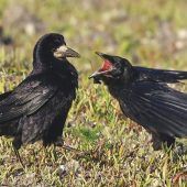 LBV kritisiert Pilotprojekt gegen Saatkrähen