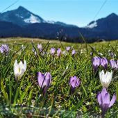 Krokusblüte lockt Wanderer auf den Heuberg
