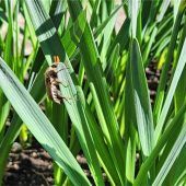 Die ersten Maikäfer sind da