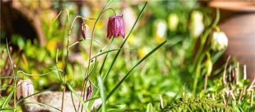 Am schönsten zeigen die purpurfarbenen Schachbrettblumen ihr Muster, doch es gibt auch weiße Sorten. Foto Blumen – 1000 gute Gründe