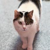 Temperamentvolle Amy liebt das Kuscheln und die Freiheit