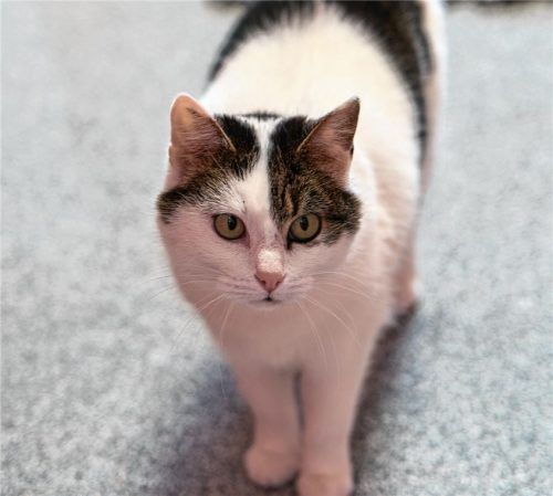 Amy kam im September 2023 nach dem Tod ihres Besitzers ins Tierheim. Foto  Tierheim Rosenheim