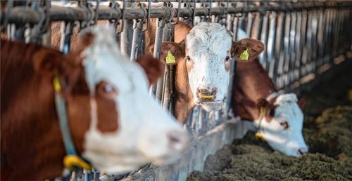Auf einem Bauernhof in Griesstätt soll es zu großen Problemen bei der Tierhaltung gekommen sein. Foto DPA (Symbolbild)