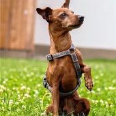 Kleiner Hund mit großem Herz