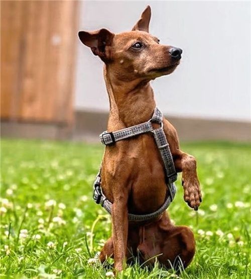 Bruno sucht seinen Menschen zum Schmusen und Spielen. Foto re