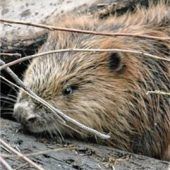 Zerstörter Biberdamm: Polizei ermittelt Landwirt als Täter