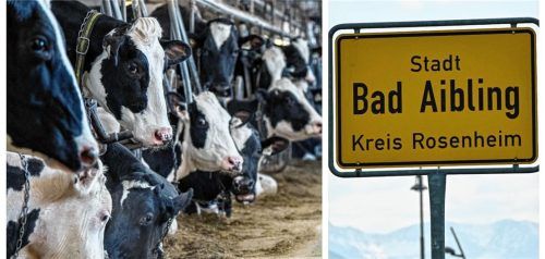 Der Vorfall in Bad Aibling bewegt die Region. Auf einem Hof wurden neun tote Rinder entdeckt. Fotos dpa (Symbolbilder)