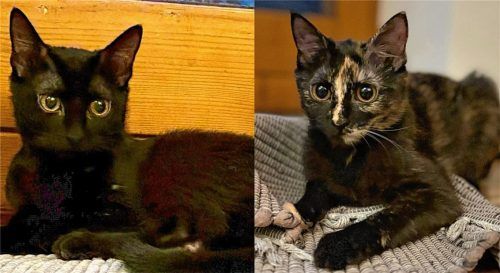 Die Katzengeschwister Otto (links) und Bibi hoffen auf ein endgültiges, liebevolles Zuhause. Fotos  re