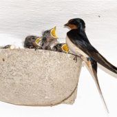 Die Rauchschwalben sind zurück