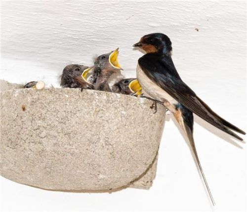 Die Rauchschwalben sind wieder da. Das ist nicht nur ein Zeichen für den Frühling, sondern sie sorgen auch für ein angenehmeres Lebensumfeld.Foto Thomas Juretzky
