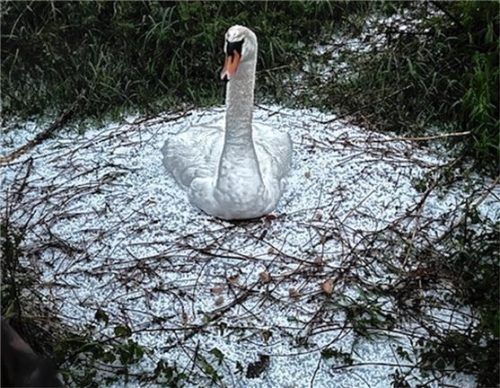 Die werdende Schwanenmama, die derzeit am Triftbach-Ufer im Bereich des E-Werks brütet, trotzte dem Unwetter tapfer und bewachte ihre Eier.