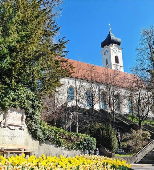Ein gelbes Blütenmeer erstreckt sich am Fuße der Kirche Mariä Himmelfahrt in Bad Aibling. Foto  Hecht