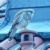 Schutz für Kolbermoorer Turmfalken