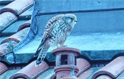 Einer der Kolbermoorer Turmfalken auf einem seiner angestammten Plätze.