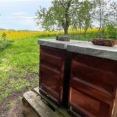 Wildbienen im eigenen Garten: So geht’s