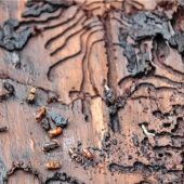 Der Borkenkäfer schwärmt wieder massiv aus