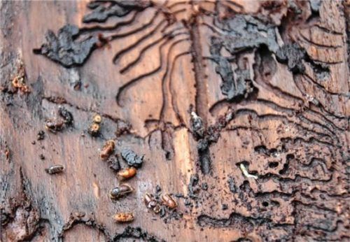 Hier ist der Borkenkäfer schon sehr aktiv gewesen: Fast kunstvoll sehen seine Fraßgänge unter der Rinde aus, in denen er seine Brut ablegt. Fotos AELF Traunstein