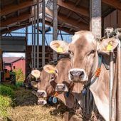 Schockierende Berichte