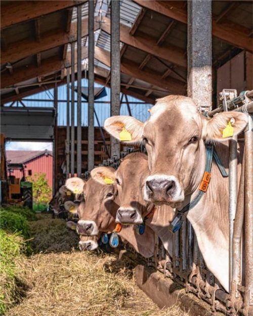 Kühe fressen Heu und Gras in einem sonnigen Rindviehstall. Berichte über Missstände in bäuerlichen Betrieben in der Region sorgten jüngst jedoch für dunkle Schatten über der Landwirtschaft. Foto imago