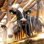 Mehr Kontrollen sind nicht die Lösung