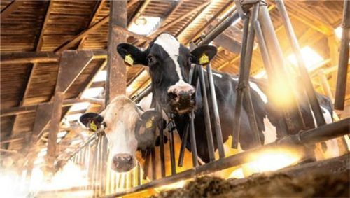 Landwirtschaft kann so schön sein. Ein Tier-Drama in Griesstätt hatte zuletzt aber für Negativschlagzeilen und eine Debatte über Ursache und Wirkung gesorgt. Foto dpa