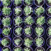 Jetzt Lavendelvielfalt pflanzen