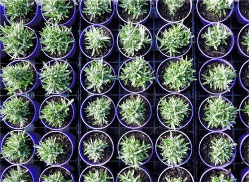 Lavendel ist pflegeleicht und sieht immer dekorativ aus. Foto helix