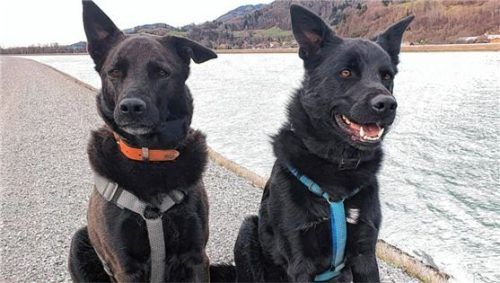 Moritz und Maxi (rechts) sind Labrador-Schäferhund-Mischlinge. Ihre Besitzerin lebt nun in Angst. Foto Privat