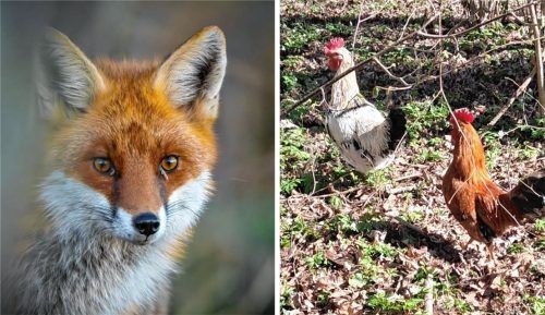 Nach wie vor sind drei der vier Hähne im Wald verschwunden: Hat zwei der vier herrenlosen Gockel vielleicht doch bereits ein Fuchs (Symbolfoto) geholt? Foto dpa/Johanna Grasser