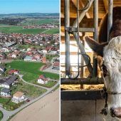 Knochen unter Mist gefunden