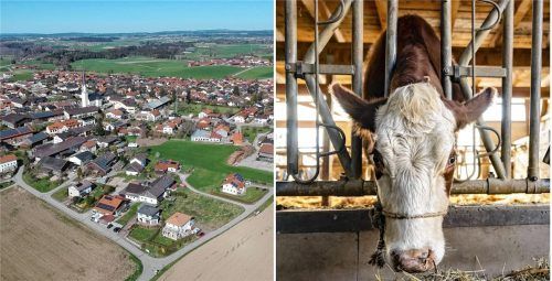 Neue Informationen zum Tierdrama in Griesstätt (Luftbild) deuten darauf hin, dass das Ausmaß der Tragödie auf einem Hof mit Rinderhaltung (Symbolbild) noch größer ist als gedacht. Foto Stuffer/DPA