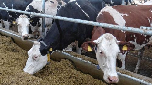 Nicht überall wird so auf das Tierwohl geachtet wie in diesem Stall mit Kühen (Symbolbild). Foto dpa